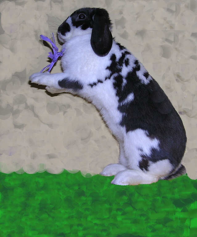 Sněženka - 2011