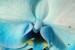 Phaleonopsis na modři...